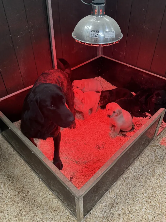 Labrador retriever puppies