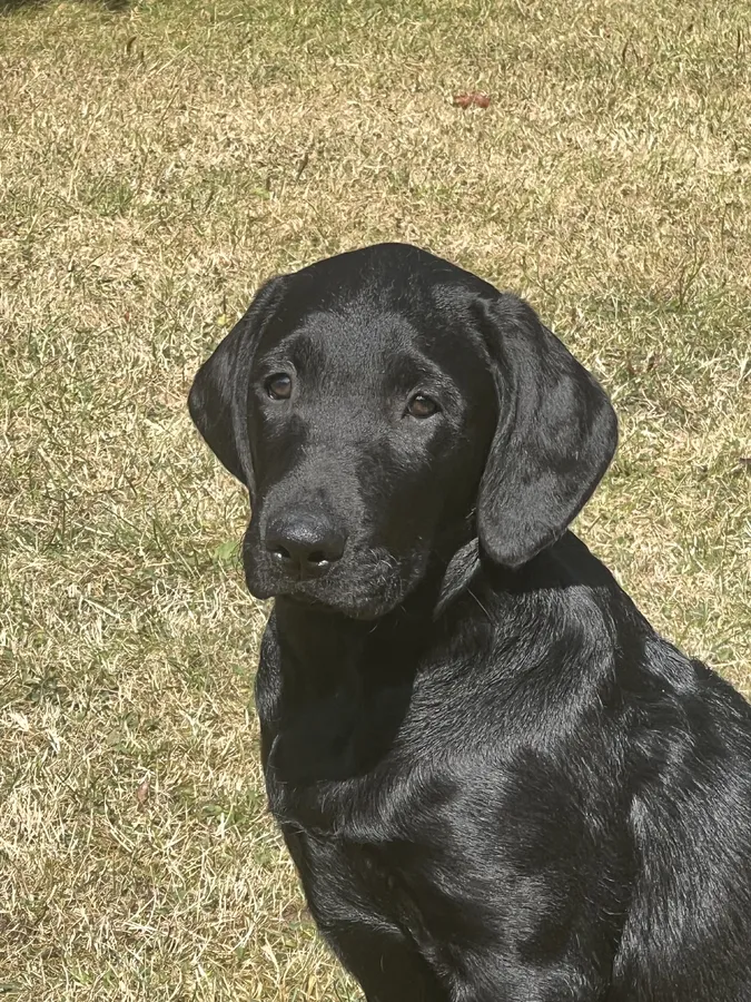 Black KC Registered working labrador puppies
