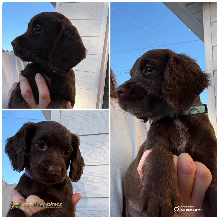7 week old KC cocker spaniel pups