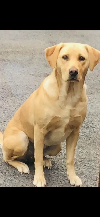 Kc registered Labrador puppies