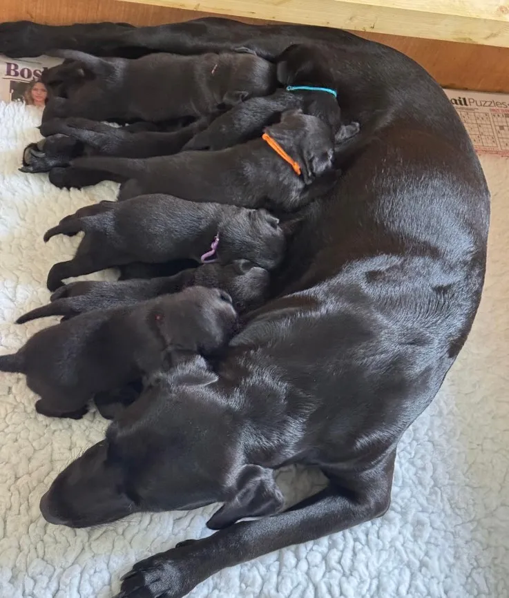 KC registered black Labrador puppies excellent lineage fully health tested