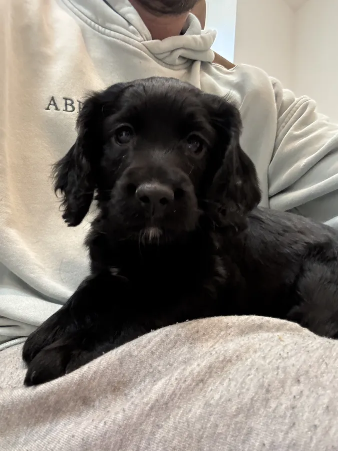 1 working cocker dog pup