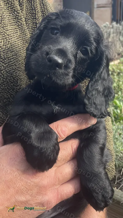 FTCH xO FTAW Black Working Cocker Pup