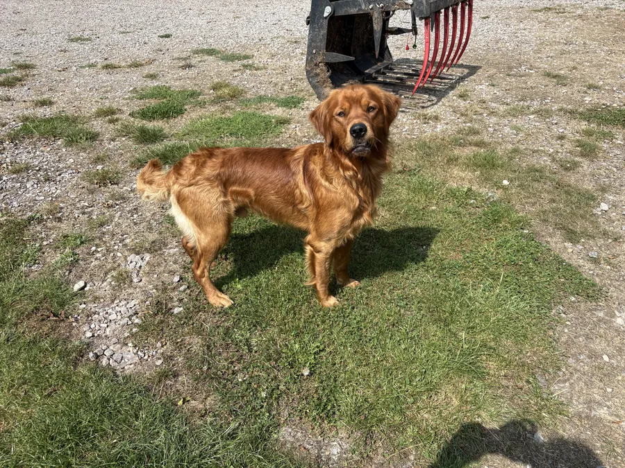 Golden Retriever Dog