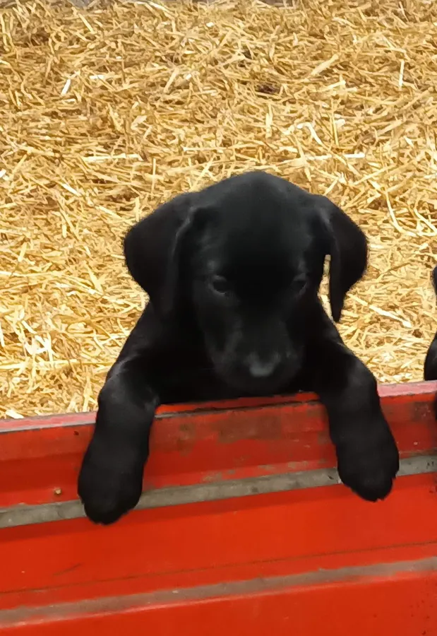 FtW bred Labrador Pups