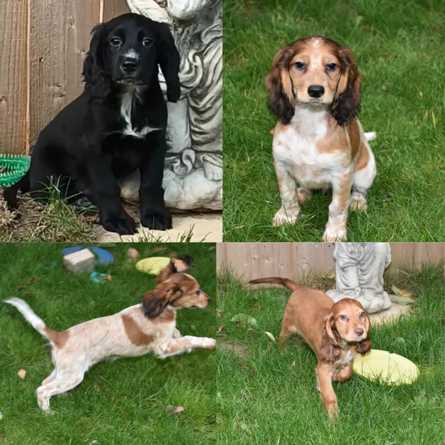 Kc Reg Cocker Spaniel Puppies Available
