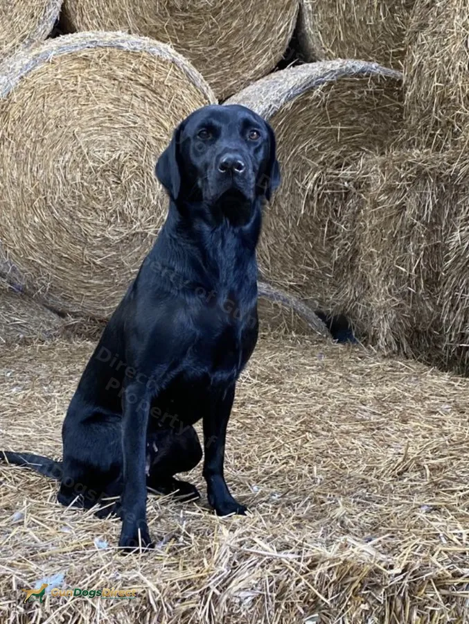 Labrador puppies