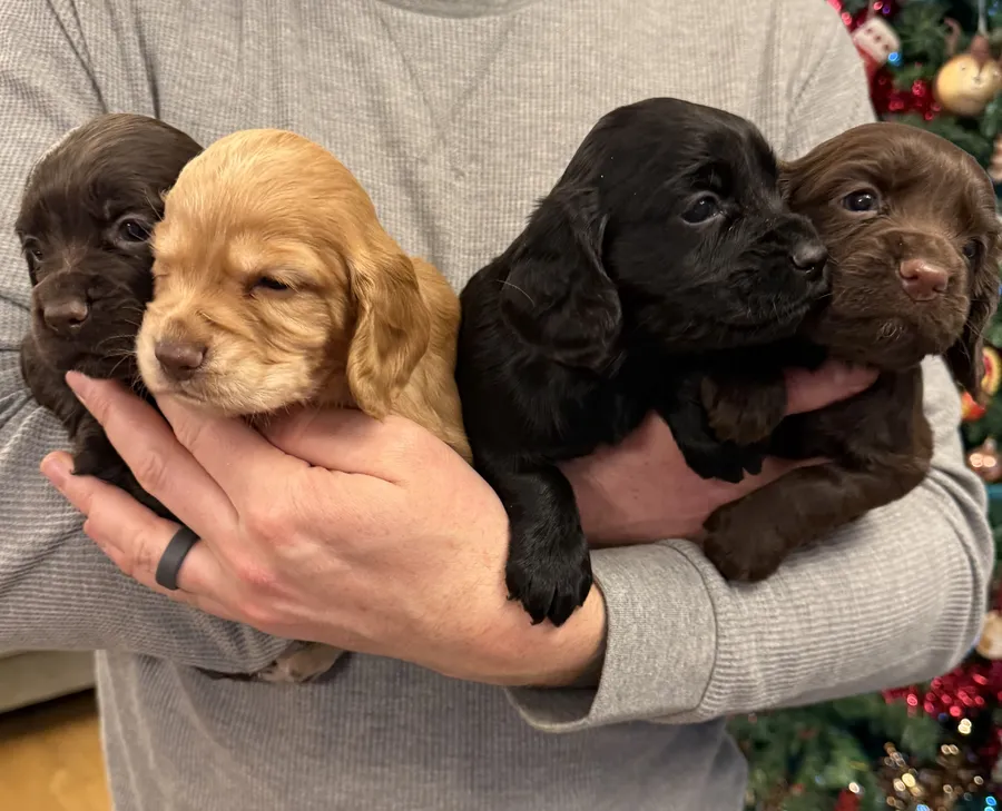 Outstanding Working Cocker Spaniel Puppies
