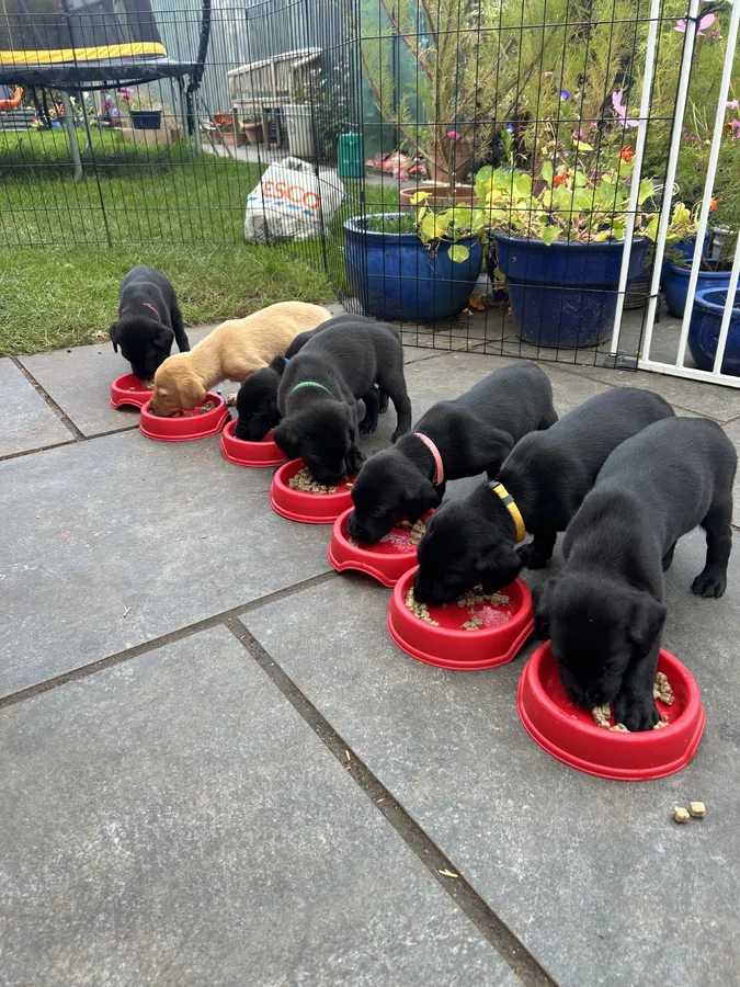 Gorgeous family and working lab puppies