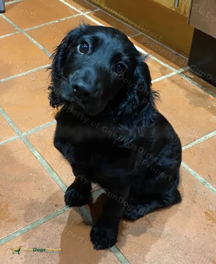 Outstanding KC Pedigree Working Cocker Bitch