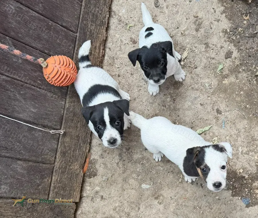 Traditional Working Jack Russell Terrier Puppies