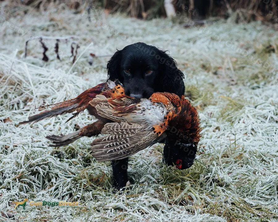 Trained Working Cocker