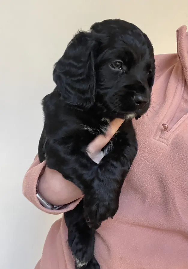 KC Working Cocker Spaniel Puppies
