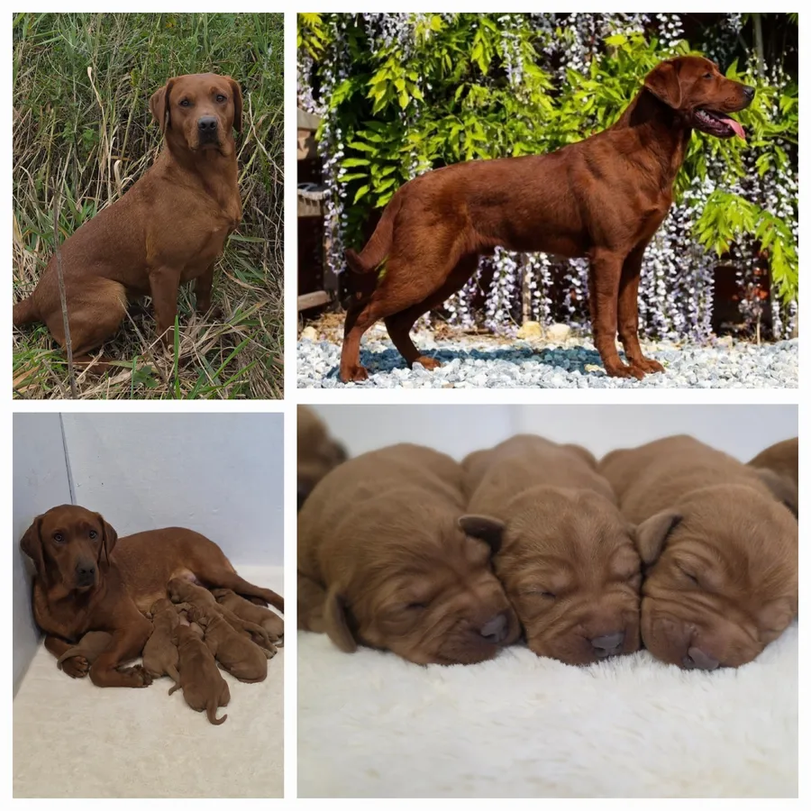 Very Dark Fox Red Labrador Puppies HEALTH TESTED and KC REGISTERED