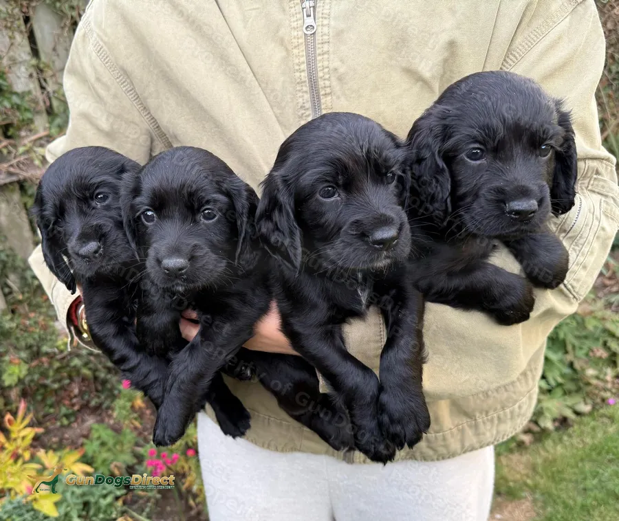 Black Working Cocker Spaniel Puppies