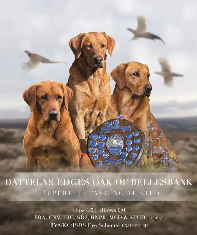 KC Registered Fox Red Labrador Puppies