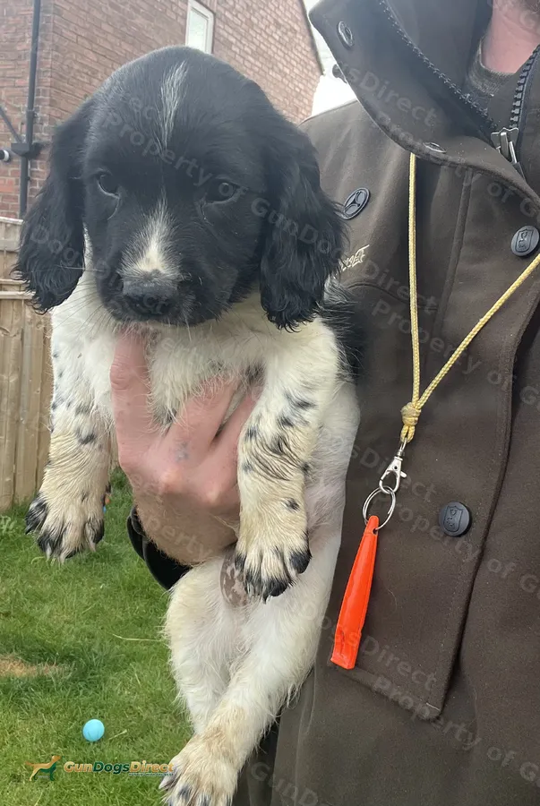 Working-Trailing-Springer Spaniel pups