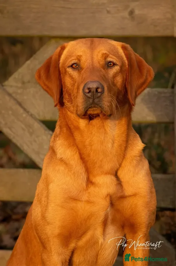 FTCH Sired Fully Health Tested Fox Red Labrador Puppies