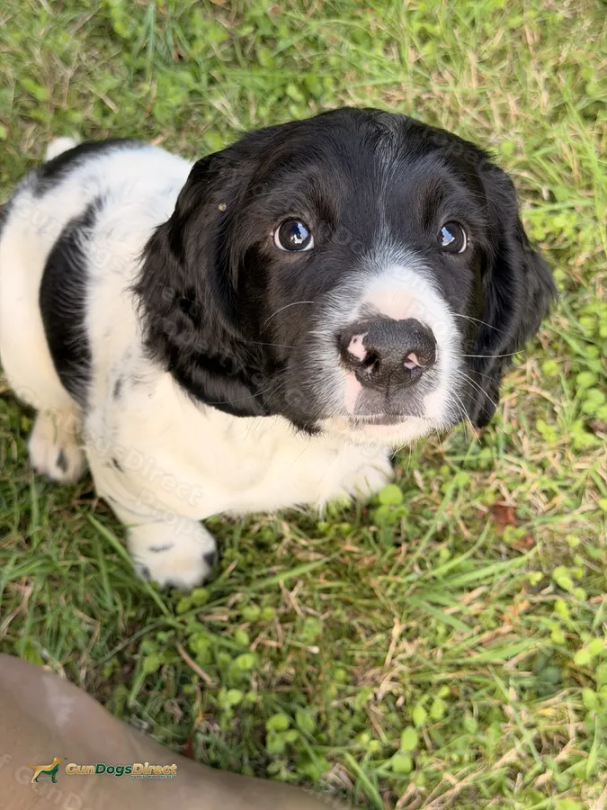 KC Reg ESS Puppies
