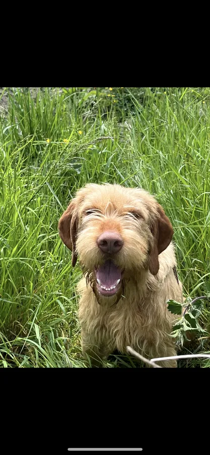 Stunning wirehired vizsla