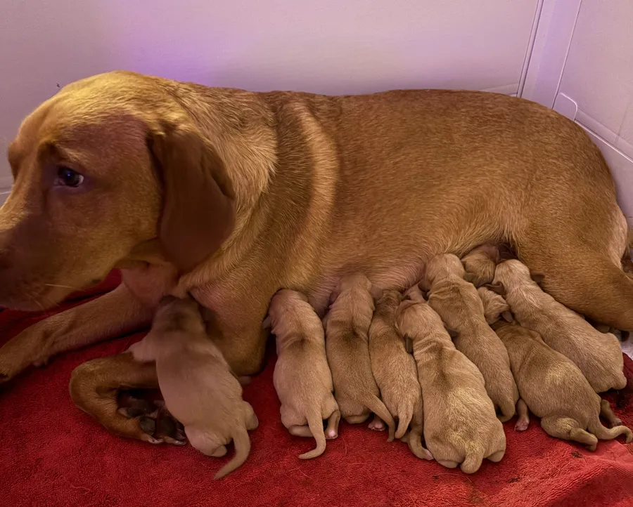 Fox Red Labrador Puppies