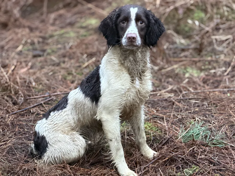 Big strong 9 month old bitch