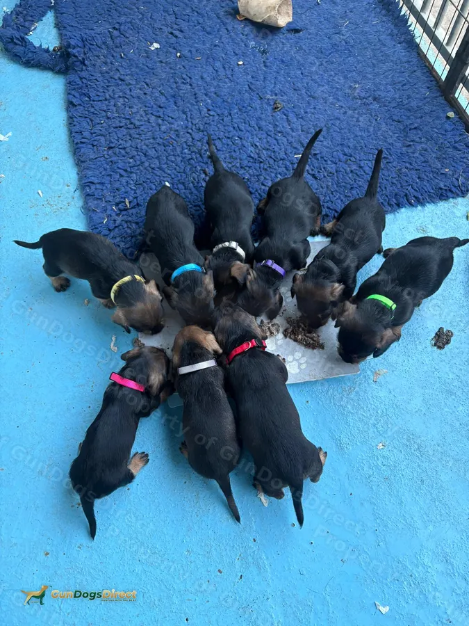 A Stunning Litter of KC Registered Teckels