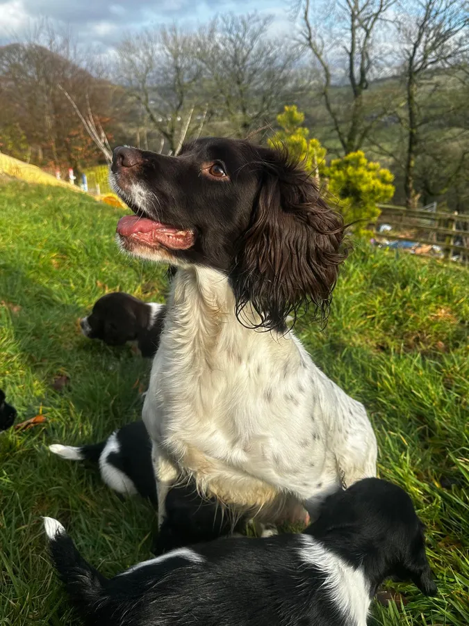 ESS Pups looking for their forever home