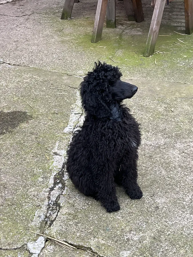 Standard Poodle working line