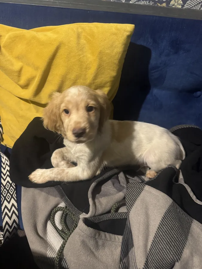 Stunning Lemon White Working Cockers