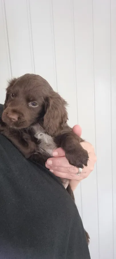 Kc reg cocker pups