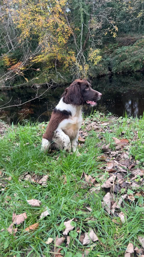 Springer spaniel