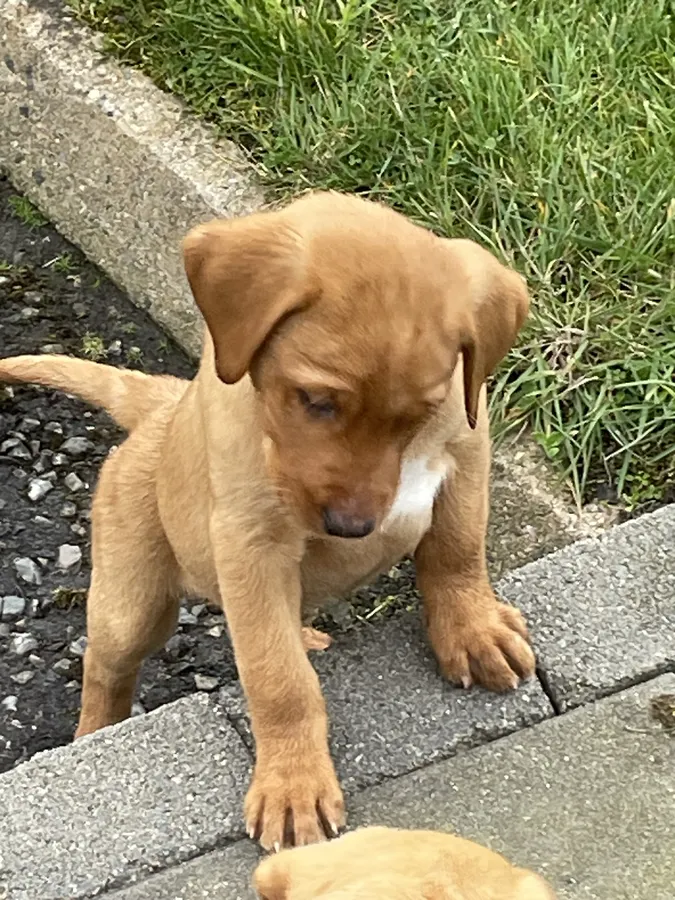 Labrador Retriever puppies