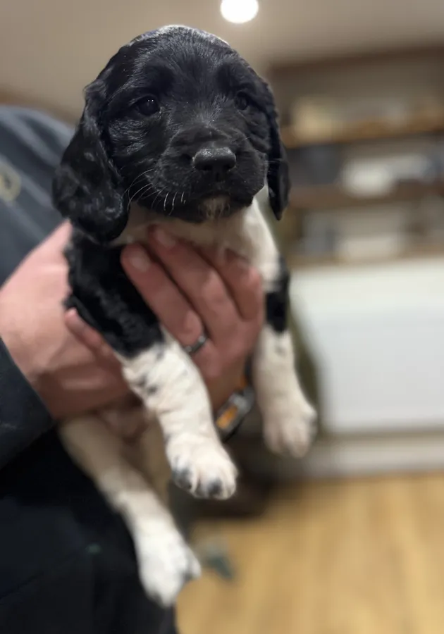 Health tested Hip Scored KC reg Carefully Planned Litter