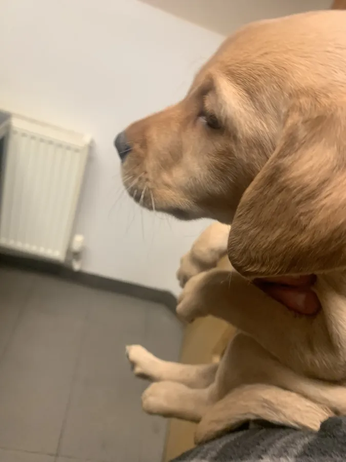 KC Red Fox puppies by 2xFTCH these will work hard full of it now