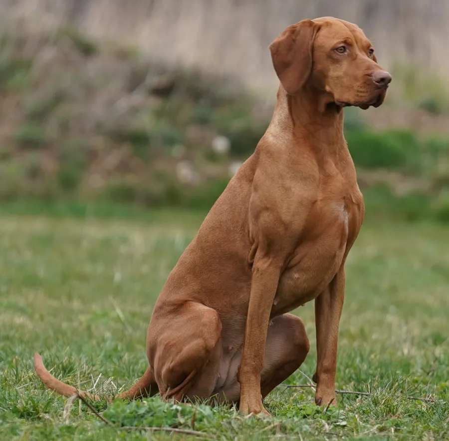 Hungarian Vizsla Puppies Available
