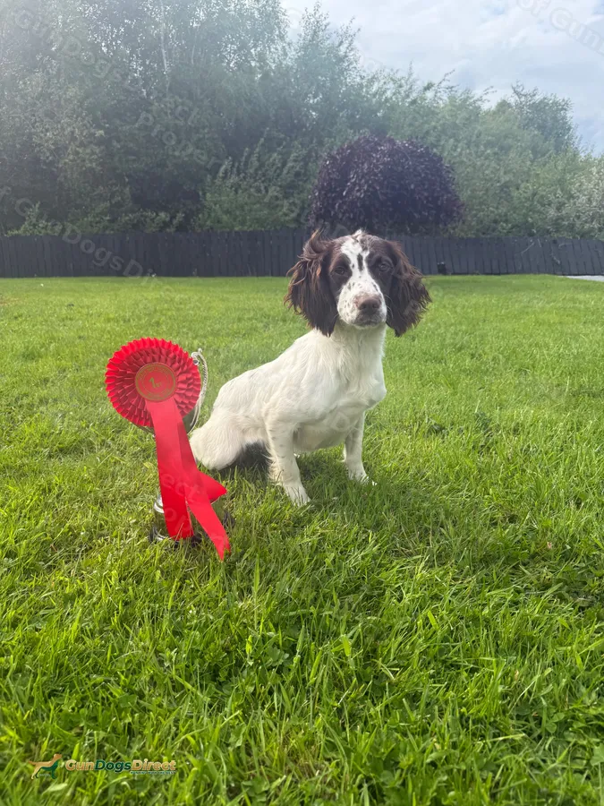 English spaniel bitch | GunDogsDirect