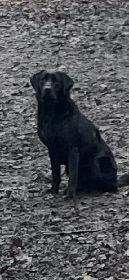 Kc black Labrador