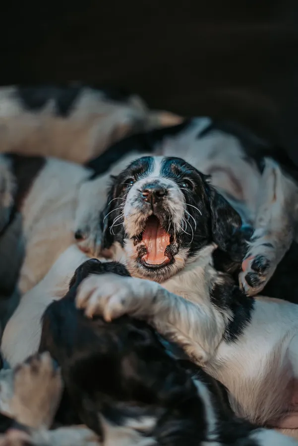 Top Quality KC Registered ESS Pups For Sale