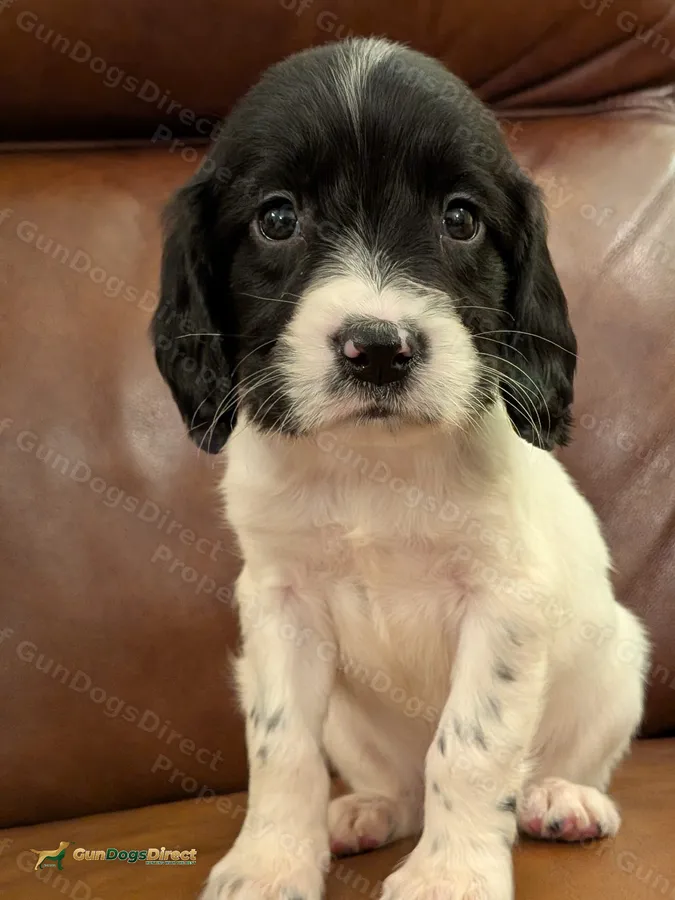 Black and white springer pups