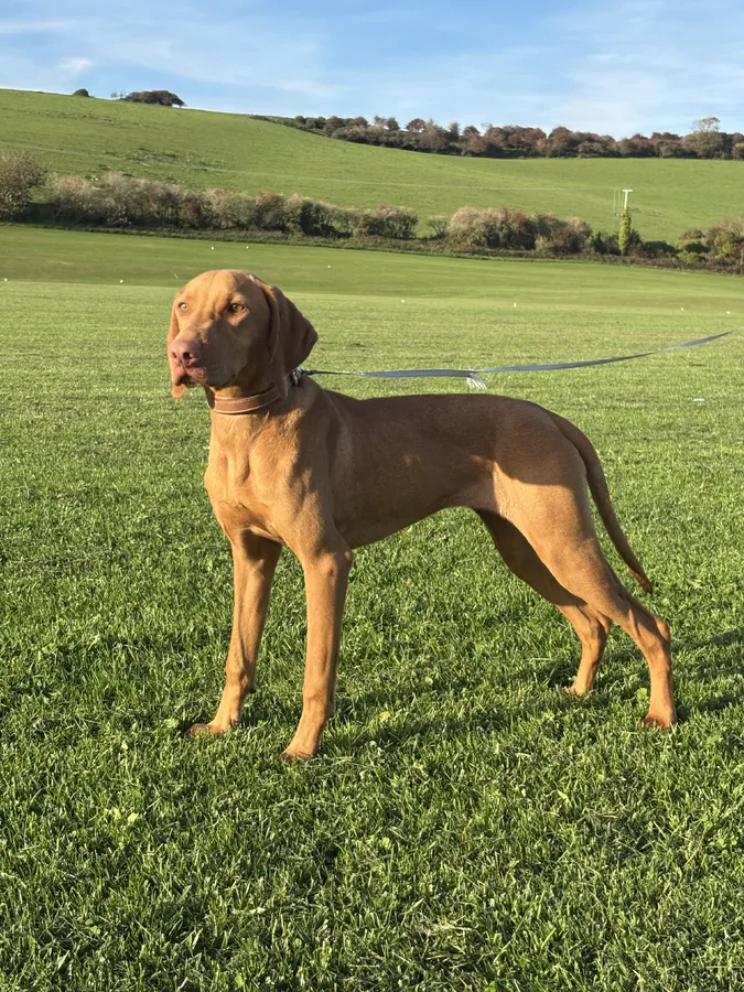 Beautiful Friendly Well bred Hungarian Visla