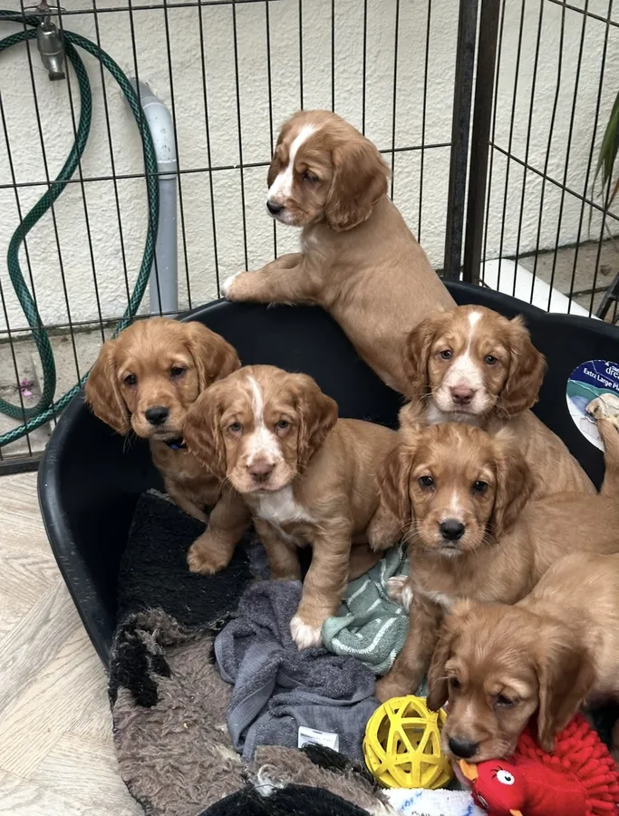 Exceptional FTCH sired Cocker Puppies-Health Tested