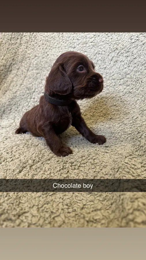 Chocolate boy