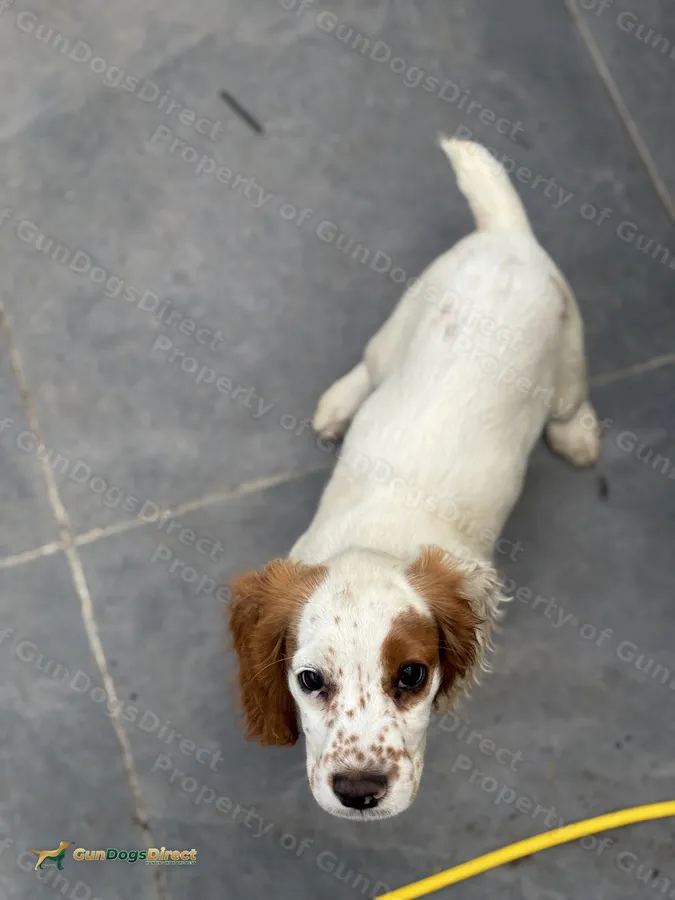 Kc cocker bitch pup