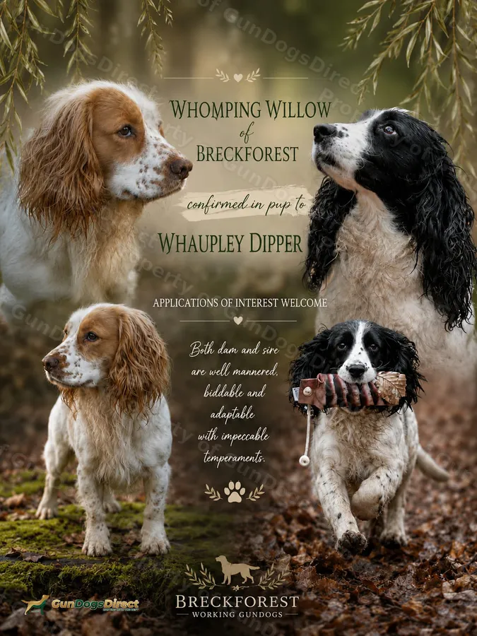 Working cocker spaniel pups