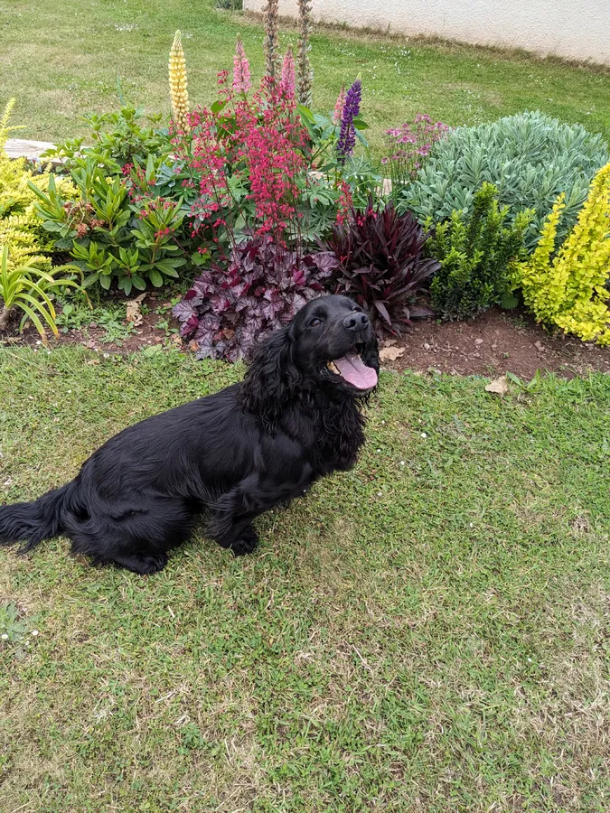 Black cocker dog