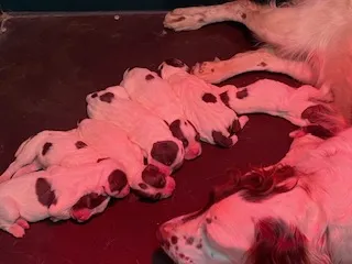 WELL BRED SPRINGER SPANIELS Puppies