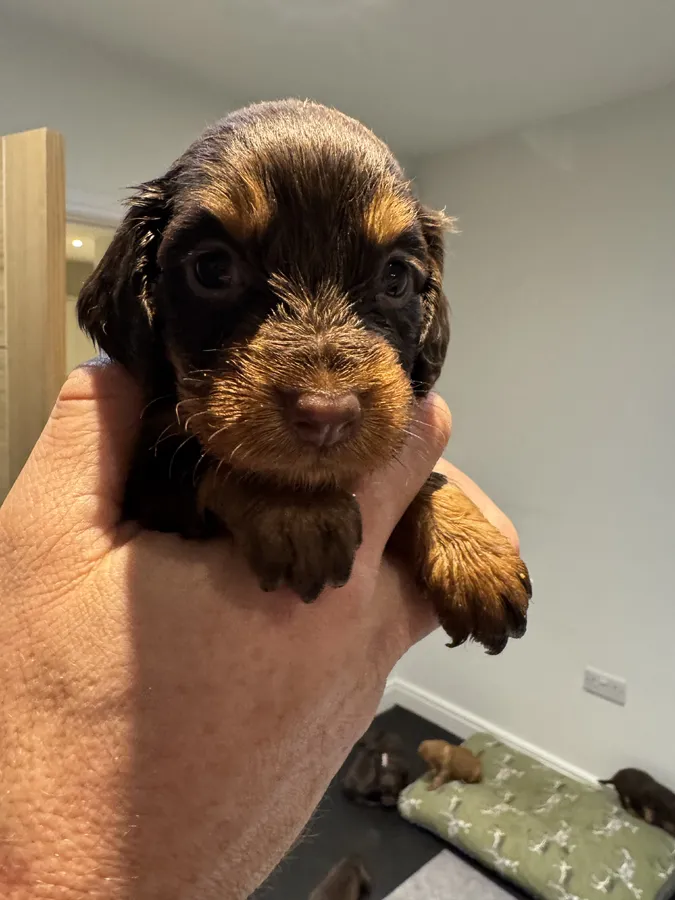 Working Cocker Puppies