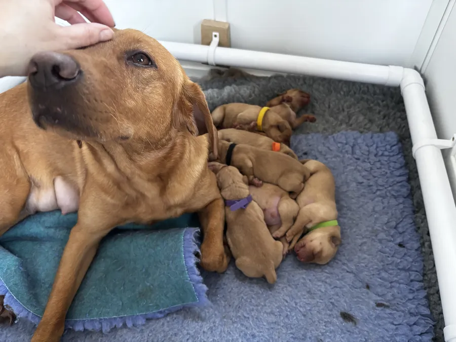 Fox red litter of 8 Labradors