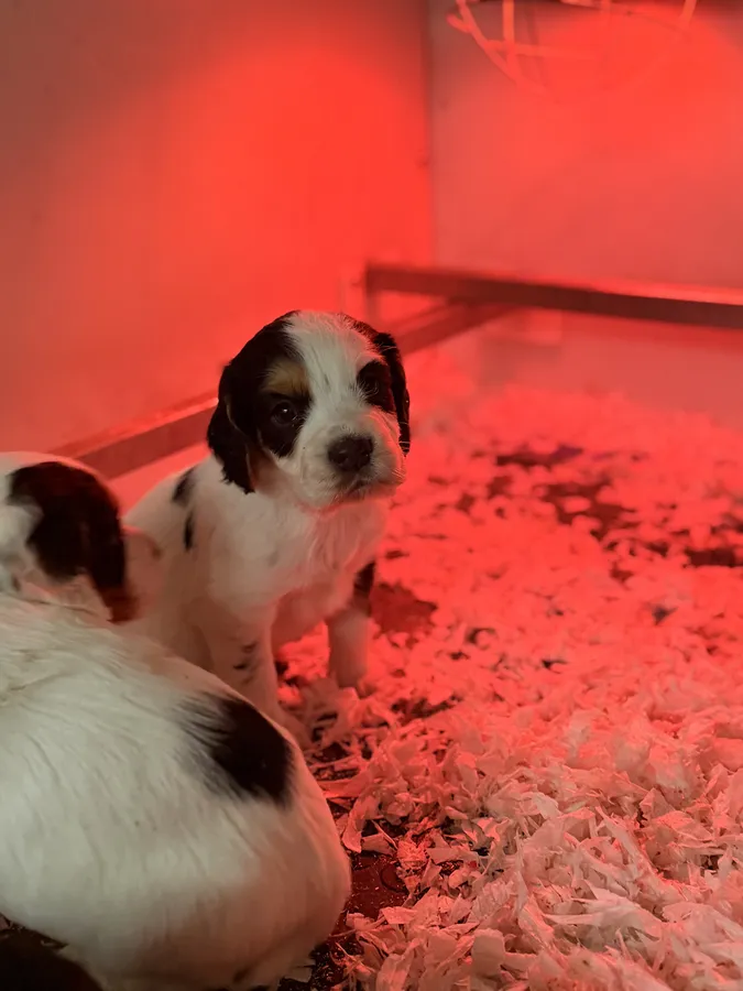 Tri coloured Working Cocker spaniels